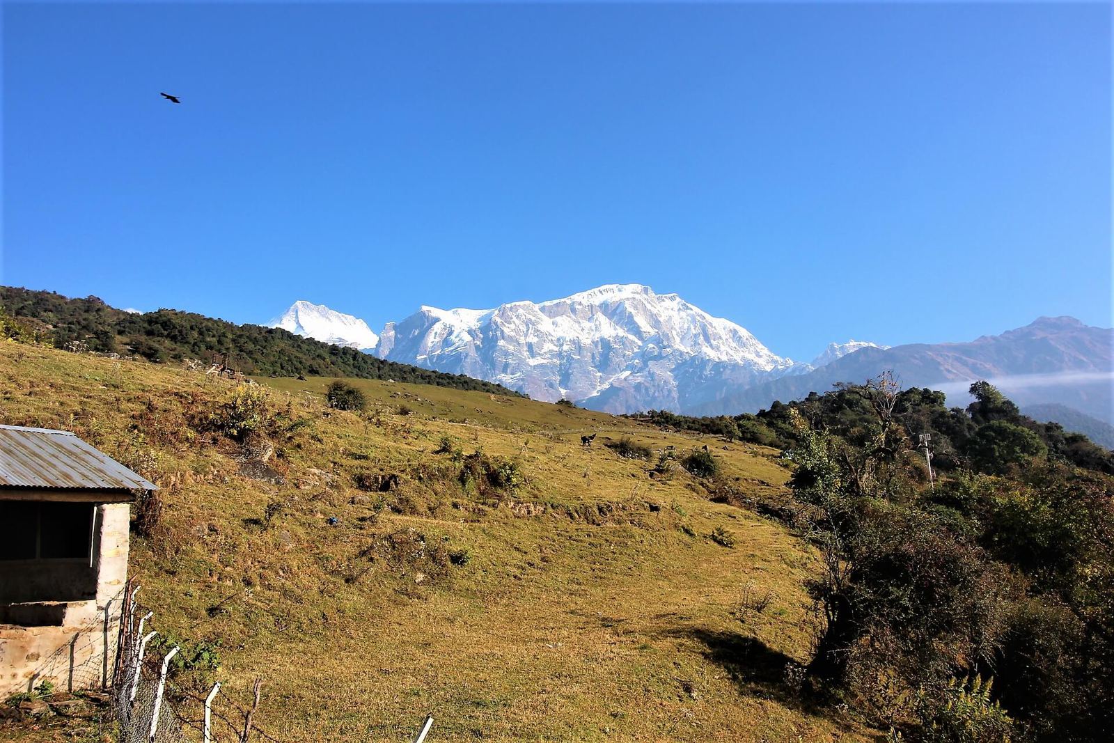 Himalayan homeland